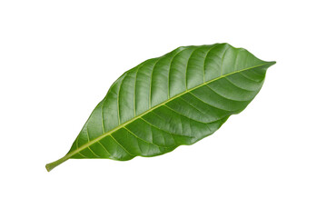 Single green leaf isolated on transparent background for botanical and nature design inspiration