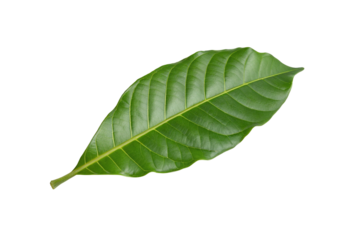 Single green leaf isolated on transparent background for botanical and nature design inspiration