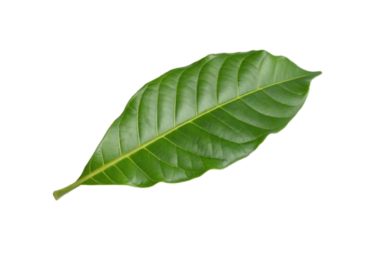 Single green leaf isolated on transparent background for botanical and nature design inspiration