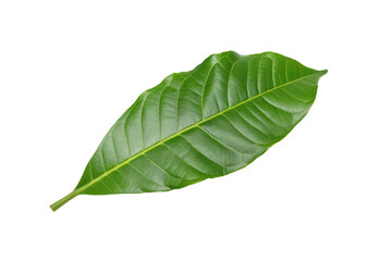 Obraz premium Closeup of a vibrant green leaf showcasing intricate veins on black background for botanical study