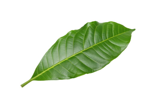 Closeup of a vibrant green leaf showcasing intricate veins on black background for botanical study