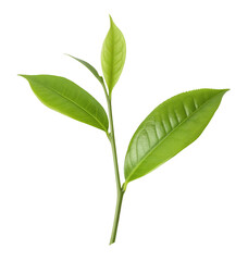 Obraz premium Fresh green plant leaf sprout isolated on transparent background for eco-friendly design use