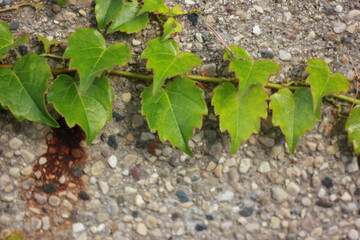 green leaves on the stone