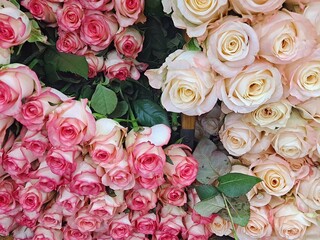 Charleston roses and pale pink roses with green leaves at South Korea's flower market