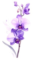Fototapeta premium Watercolor Orchid Illustration in Minimalist Style