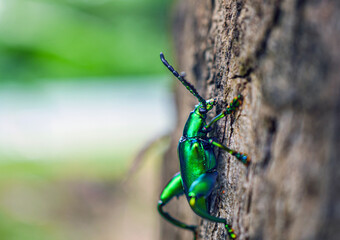 Bugs in natural habitat concept. Sternocera aequisignata bug , insect wildlife Sternocera aequisignata are on the bark.