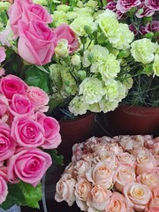 Elegant roses and fresh carnations at South Korea's flower market