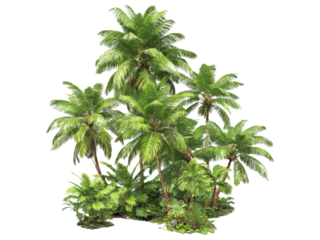 Lush tropical coconut palm grove island paradise, Isolated On White Background, Png Transparent