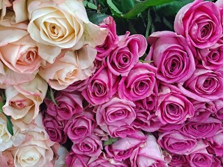 Beautiful and romantic roses with green leaves at South Korea's flower market