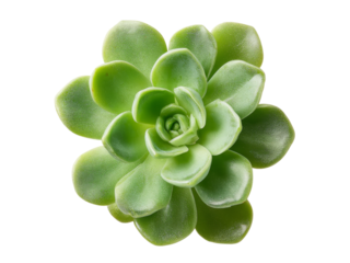 Echeveria succulent plant isolated on black background, Isolated On White Background, Png Transparent