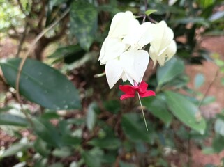 Clerodendrum thomsoniae, the Bleeding Heart Vine