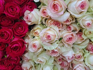 Beautiful red and pink roses at South Korea's flower market