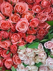 Fresh and beautiful roses with green leaves at South Korea's flower market