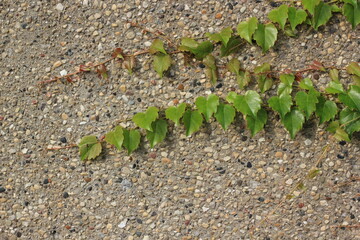Green ivy plants growing on the wall.