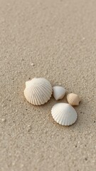 A close up of several seashells lying on a sandy beach in the bright sunlight during the daytime