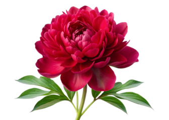 Red peony isolated on a transparent background. Png file. Floral arrangement, bouquet of garden flowers. Can be used for invitations, greeting, wedding 
