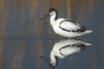 Pied Avocet in the water