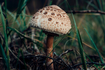 mushroom in the forest