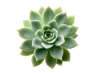 Echeveria succulent plant isolated on black background, Isolated On White Background, Png Transparent