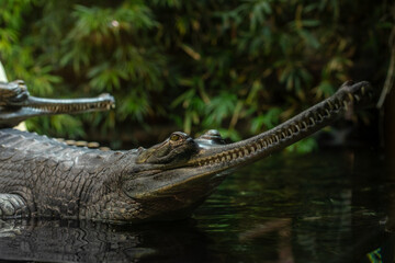 Close-up of two gharials (Gavialis gangeticus) with distinctive long snouts and textured skin resting near water in a lush, tropical setting. Prague, Czech Republic. Selective focus.