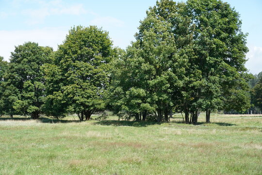 Sommerliche Wiesenlandschaft der Karower Teiche im Naturpark Barnim