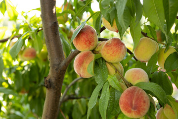 Ripe peaches close up fruit on trees in garden