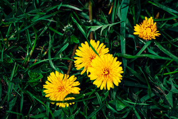 yellow dandelions on green grass