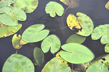 Close-up of green water lilies, some leaves show natural ageing and damage. Perfect for themes related to nature, tranquility, ecology, and aquatic ecosystems.