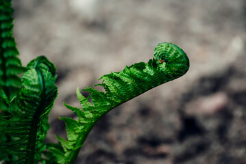 fern leaf with water droplets