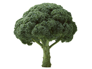 Fresh green broccoli vegetable tree shaped isolated black background, Isolated On White Background, Png Transparent