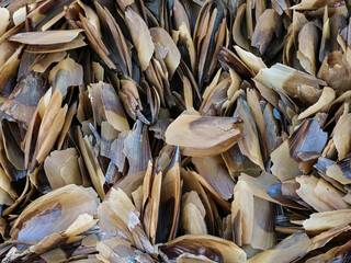 A full frame close-up shot of various seashells and razor clam shells piled together on a beach