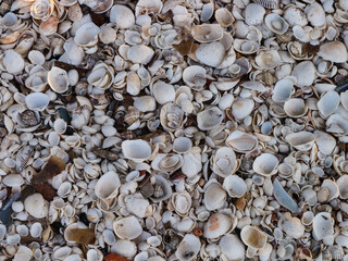 A full frame close-up shot of various seashells and razor clam shells piled together on a beach