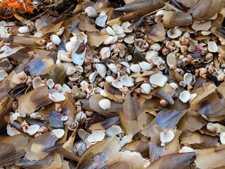 A full frame close-up shot of various seashells and razor clam shells piled together on a beach