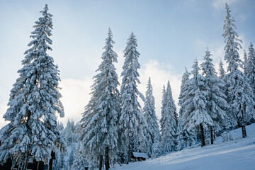 Scenic view of a snowy conifer forest shining under sunlight.