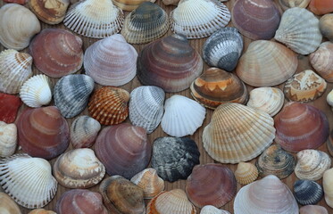 sea shells background, conchiglie colorate dal Mar Adriatico raccolte durante le vacanze, sfondo estivo con le conchiglie