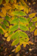 Bright yellow and red autumn leaves in the park
