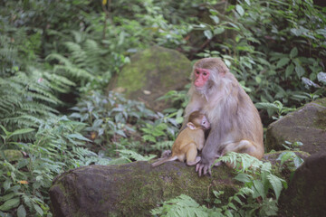 Monkey with baby at the feet of Hallelujah Mountains