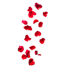Elegant Romantic Red Rose Petal Bloom Isolated on White Background