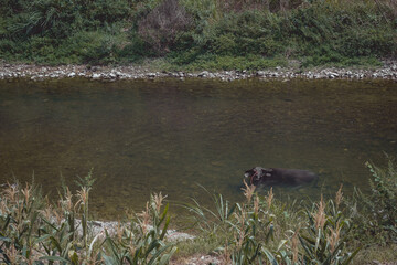 Water buffalo in river (2024)
