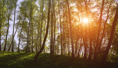 Sunlight filtering through the tall birch trees in a lush green forest, creating a serene and captivating natural landscape for nature enthusiasts. Vintage film aesthetic.