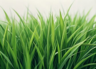Obraz premium Close up view of a lush green grass texture background
