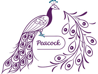 Fototapeta premium LOGO design of pecock , Elegant Peacock Logo Design with Colorful FeathersLuxury Peacock Bird Logo Symbol for Brand IdentityCreative Peacock Logo with Abstract Feather Style