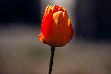 Obraz premium red tulip on black