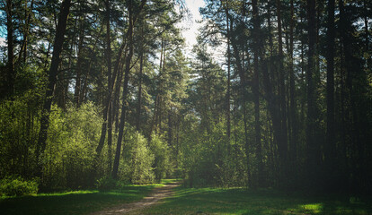 Forest path winding through green trees. Sunlit park landscape. Outdoor escape and natural scenery for relaxation. Vintage film aesthetic.