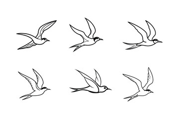 set of tern bird line art vector