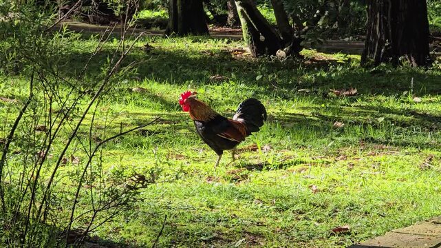 A pompous black rooster grazes on the grass on a sunny day