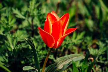 red tulip on green background