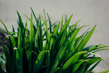 green grass in the morning