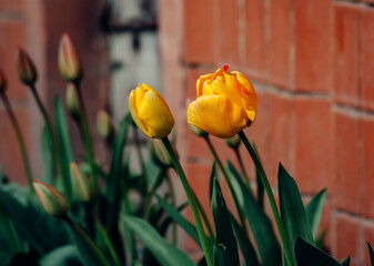 red and yellow tulip