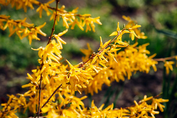 yellow flowers in the garden